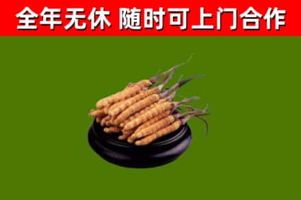 广丰回收冬虫夏草